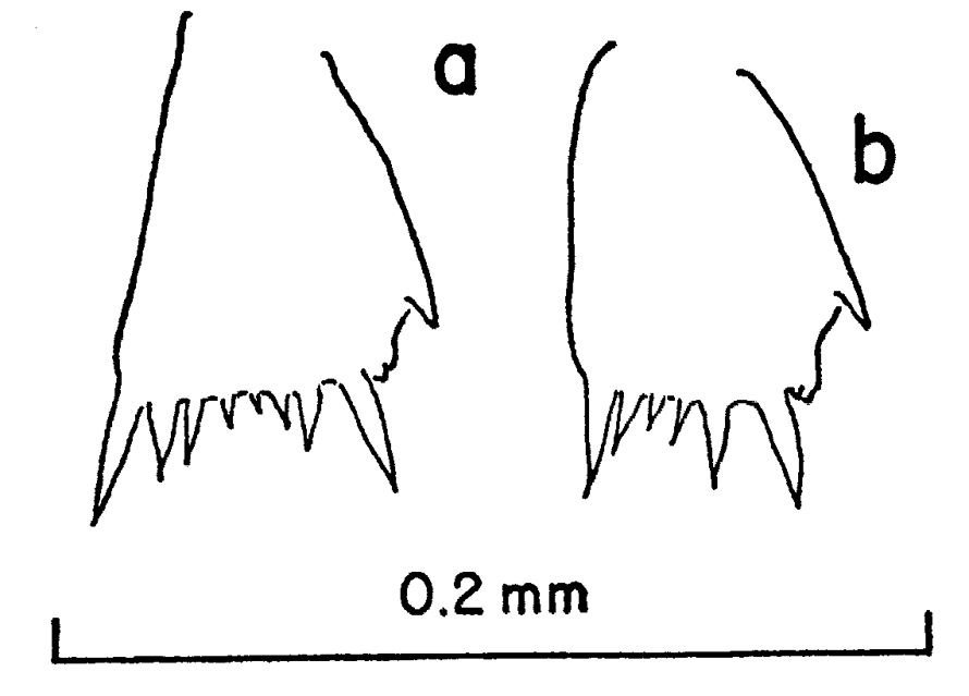 Espèce Clausocalanus jobei - Planche 13 de figures morphologiques