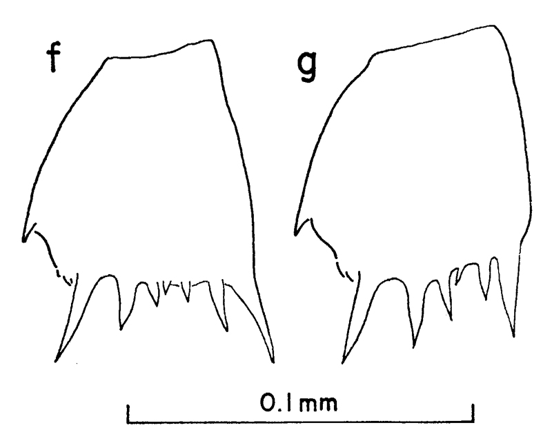 Espce Clausocalanus minor - Planche 9 de figures morphologiques