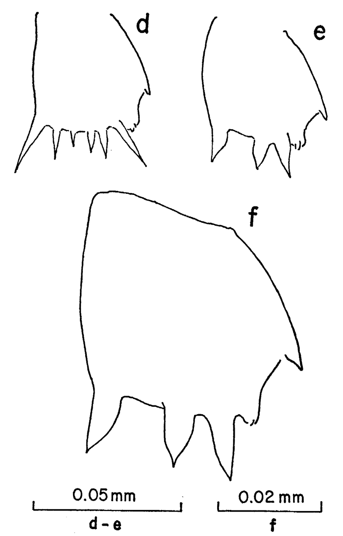 Espce Clausocalanus pergens - Planche 12 de figures morphologiques