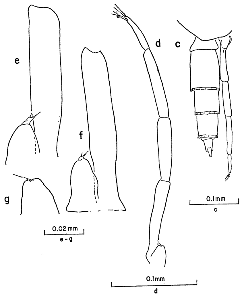 Espèce Clausocalanus furcatus - Planche 11 de figures morphologiques