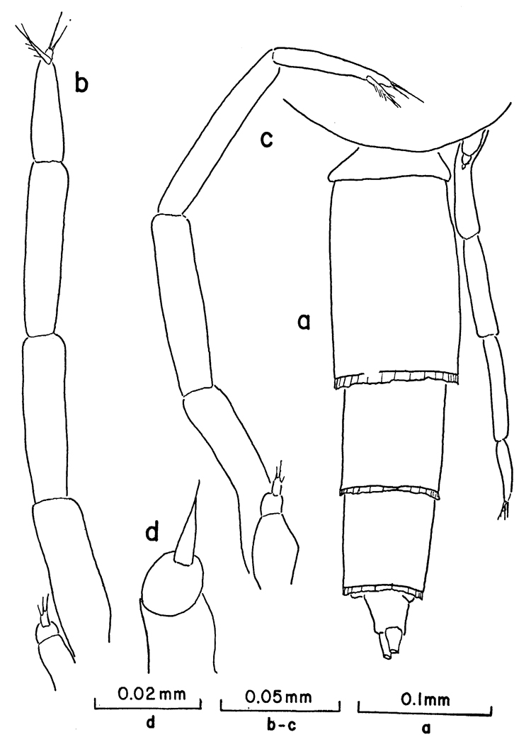 Species Clausocalanus brevipes - Plate 13 of morphological figures