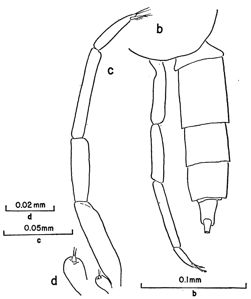 Species Clausocalanus pergens - Plate 11 of morphological figures