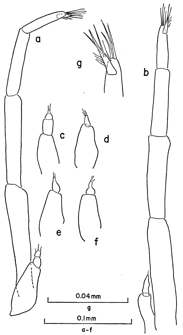 Species Clausocalanus minor - Plate 10 of morphological figures