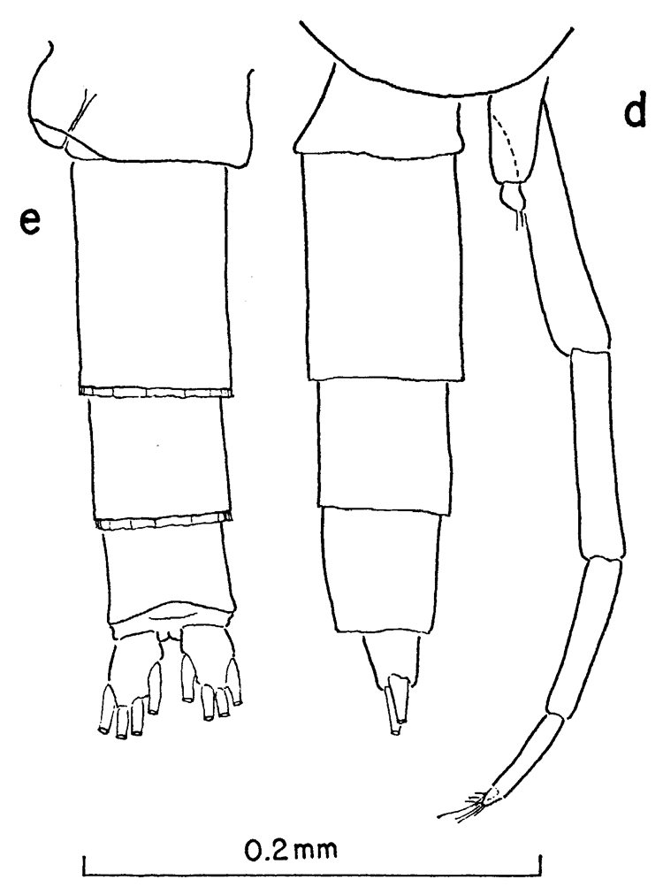 Espce Clausocalanus minor - Planche 8 de figures morphologiques