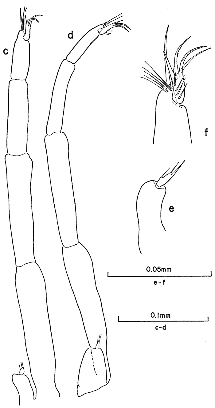 Species Clausocalanus jobei - Plate 12 of morphological figures