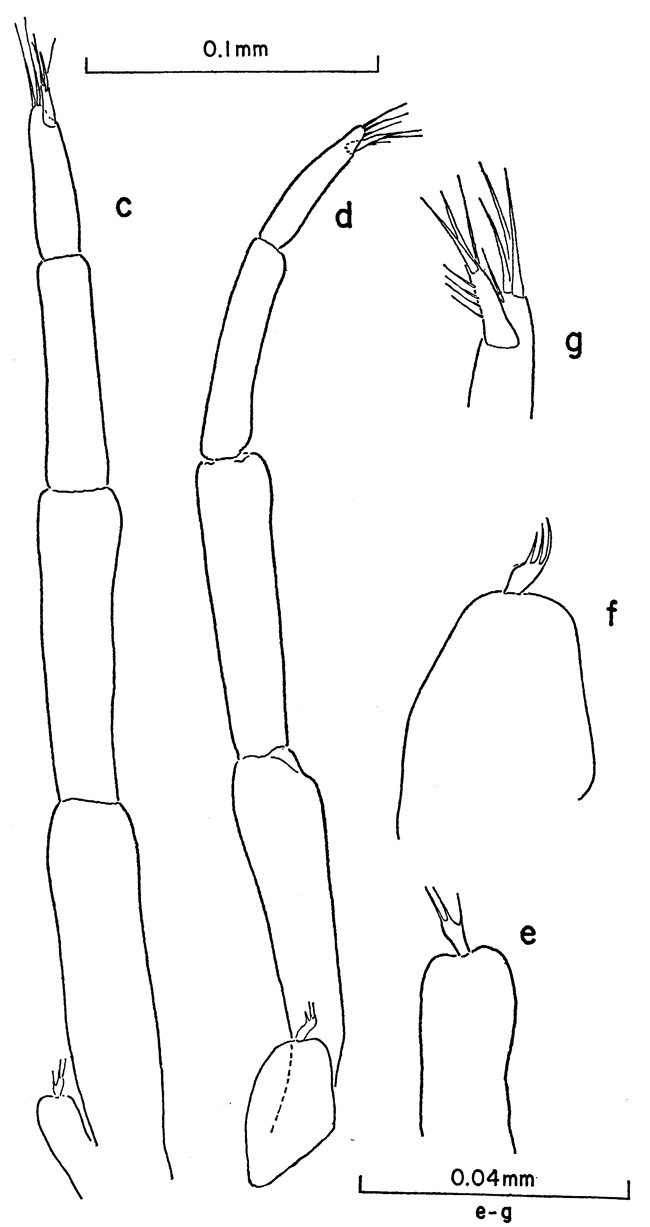 Espce Clausocalanus farrani - Planche 11 de figures morphologiques