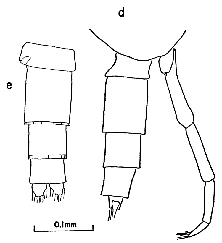 Species Clausocalanus farrani - Plate 10 of morphological figures