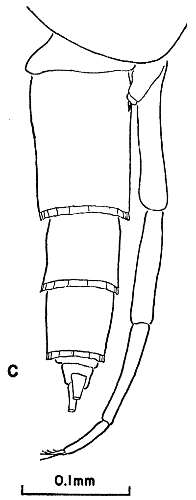 Espèce Clausocalanus arcuicornis - Planche 13 de figures morphologiques