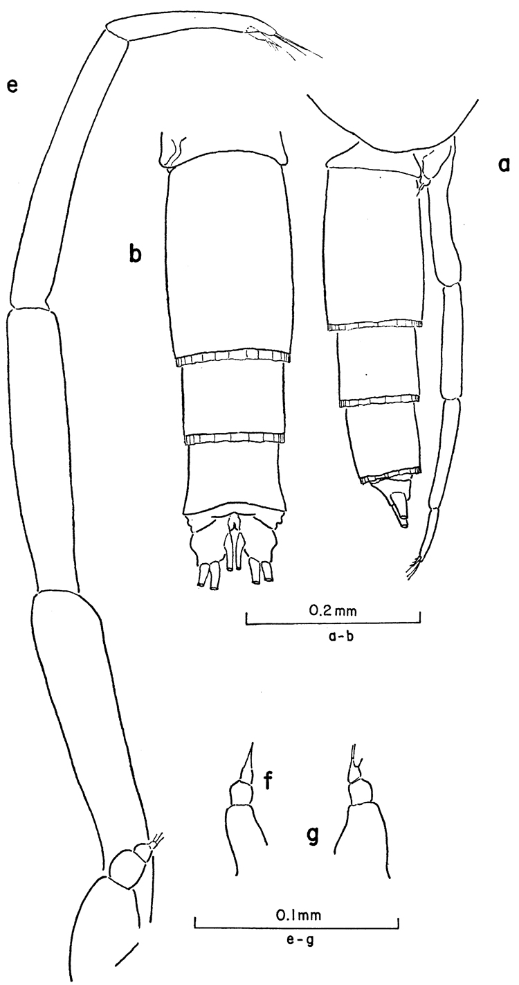 Espèce Clausocalanus lividus - Planche 13 de figures morphologiques