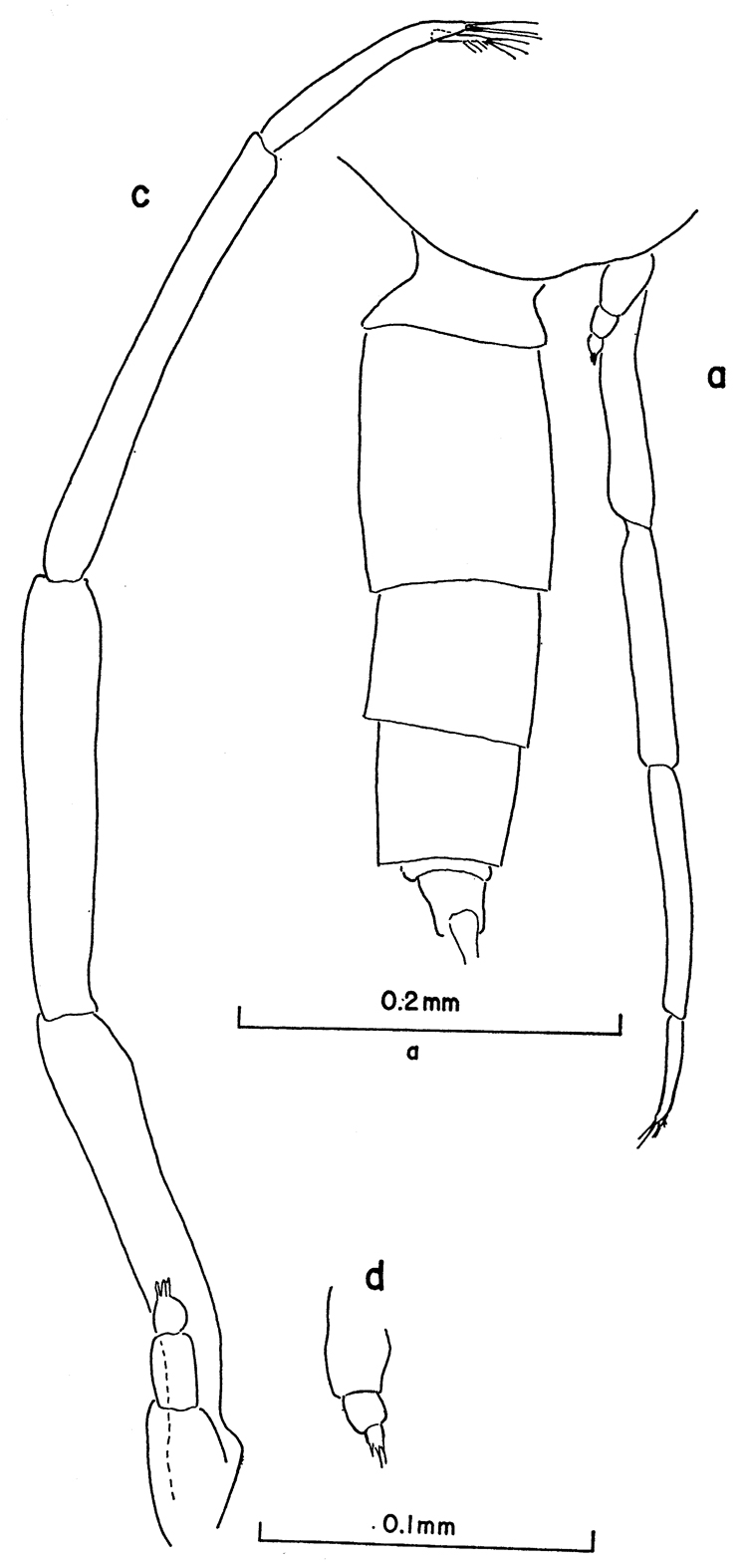 Espce Clausocalanus mastigophorus - Planche 15 de figures morphologiques