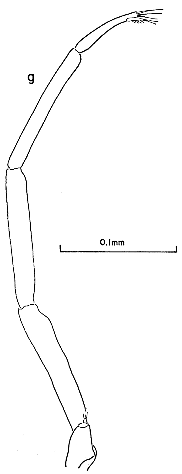Espce Clausocalanus laticeps - Planche 12 de figures morphologiques
