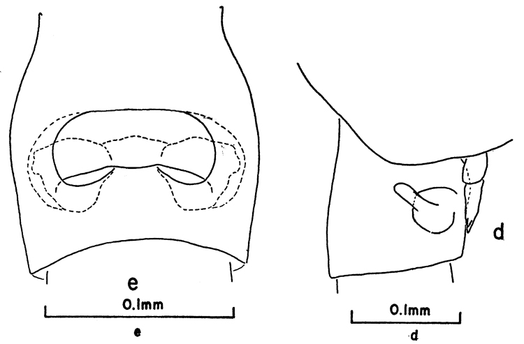 Espèce Clausocalanus mastigophorus - Planche 17 de figures morphologiques