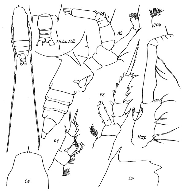 Espce Gaetanus miles - Planche 1 de figures morphologiques