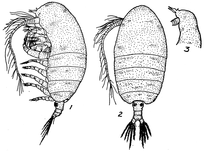 Species Centraugaptilus porcellus - Plate 1 of morphological figures