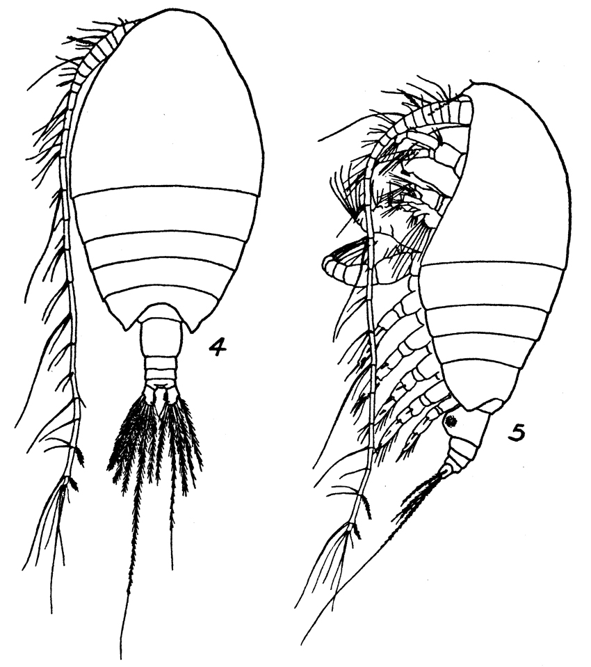 Species Pseudhaloptilus pacificus - Plate 5 of morphological figures