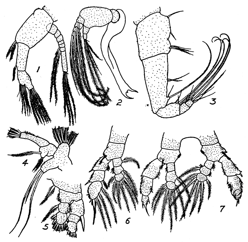 Species Centraugaptilus porcellus - Plate 2 of morphological figures