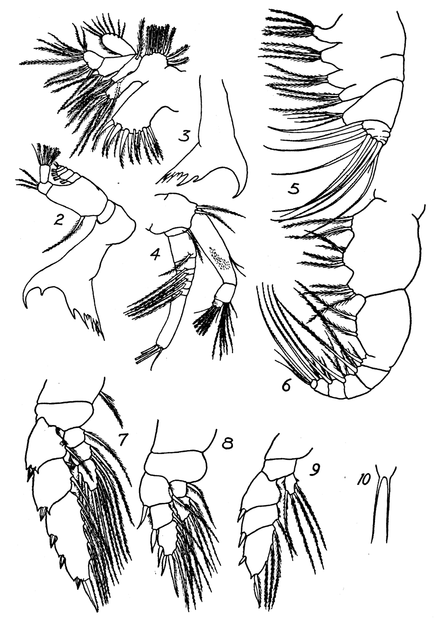Species Pseudhaloptilus pacificus - Plate 6 of morphological figures