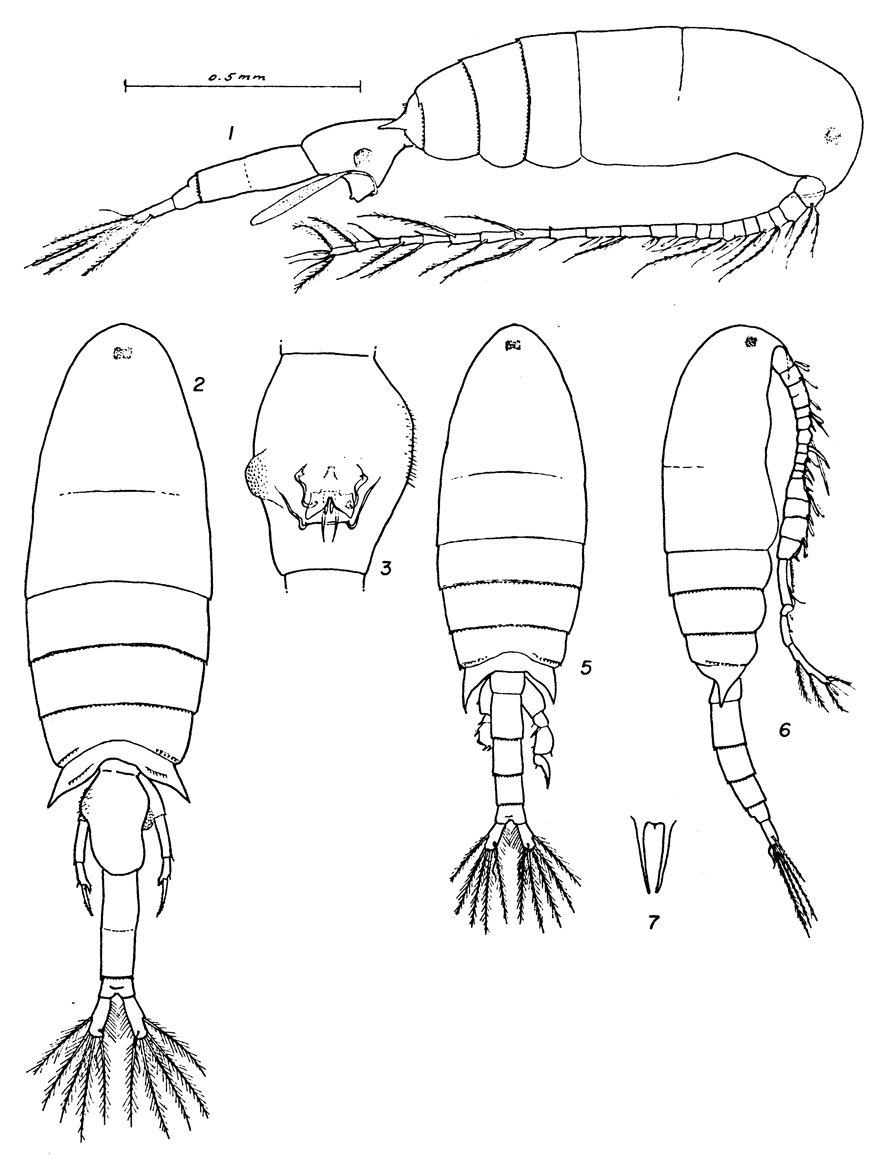 Species Pseudodiaptomus wrighti - Plate 2 of morphological figures