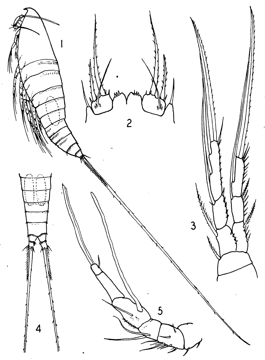 Espce Microsetella rosea - Planche 4 de figures morphologiques