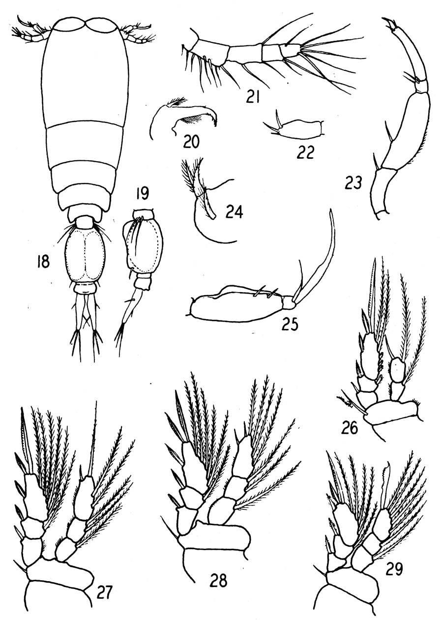 Species Vettoria parva - Plate 5 of morphological figures