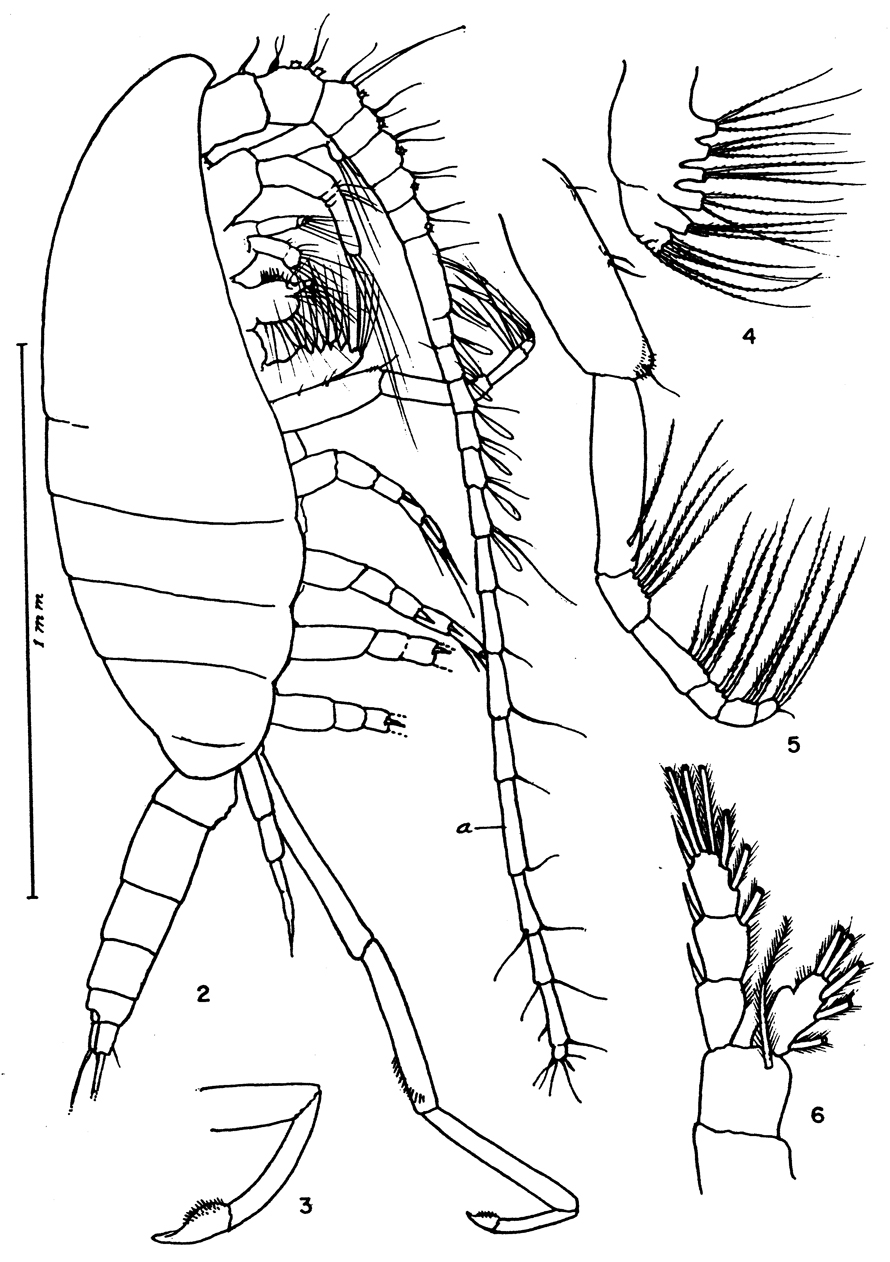 Species Spinocalanus sp. - Plate 1 of morphological figures