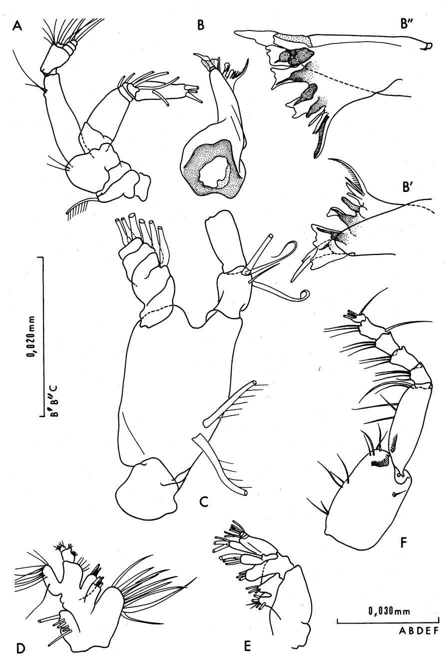 Espce Mimocalanus distinctocephalus - Planche 4 de figures morphologiques
