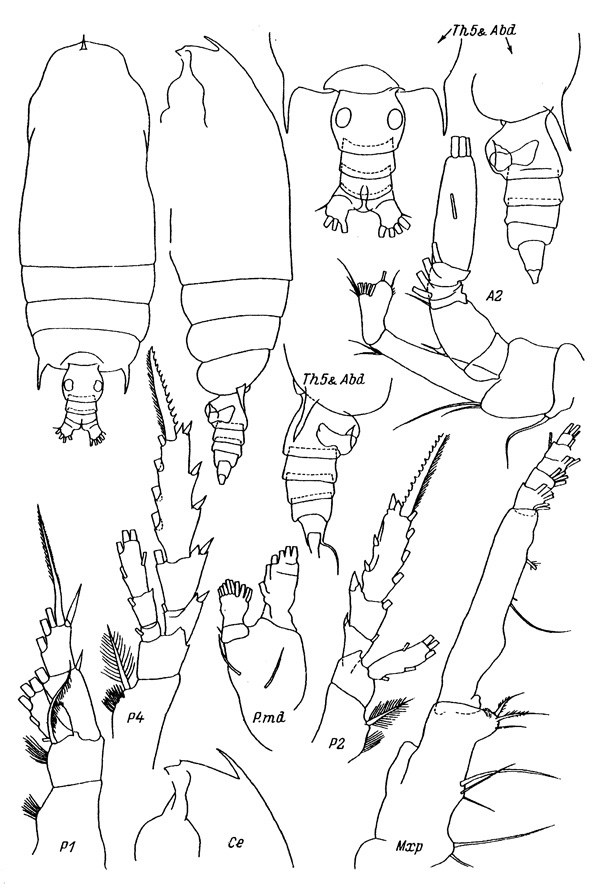 Species Gaetanus minor - Plate 3 of morphological figures