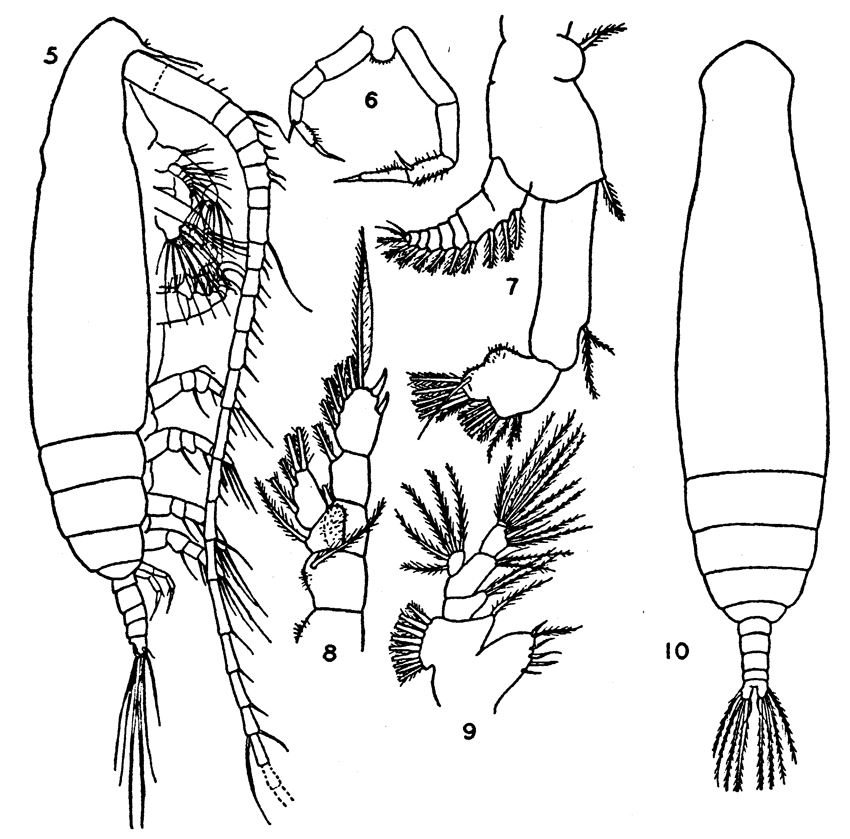 Species Eucalanus bungii - Plate 7 of morphological figures