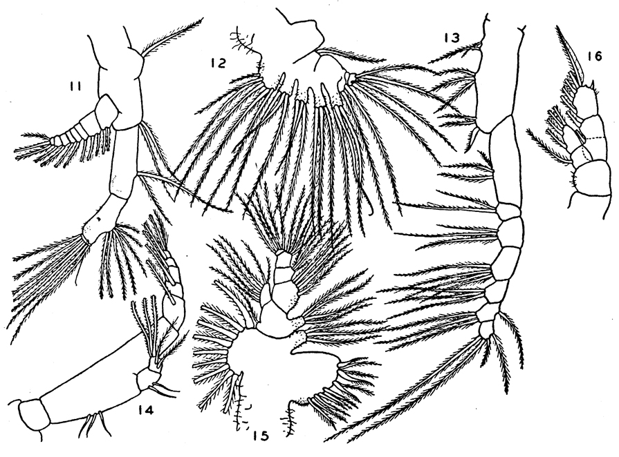 Espce Eucalanus inermis - Planche 4 de figures morphologiques