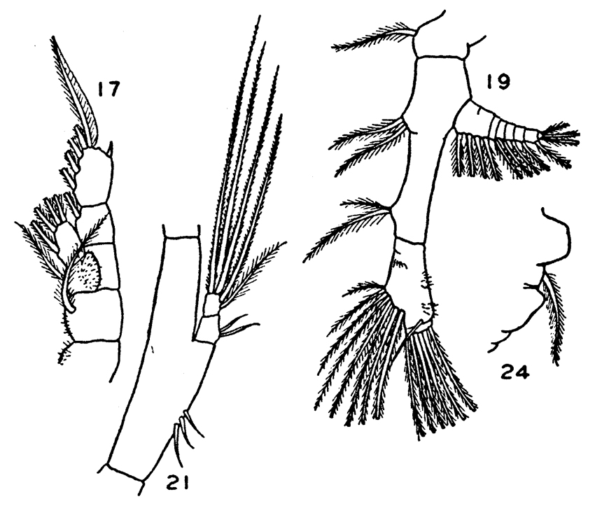 Species Eucalanus hyalinus - Plate 20 of morphological figures