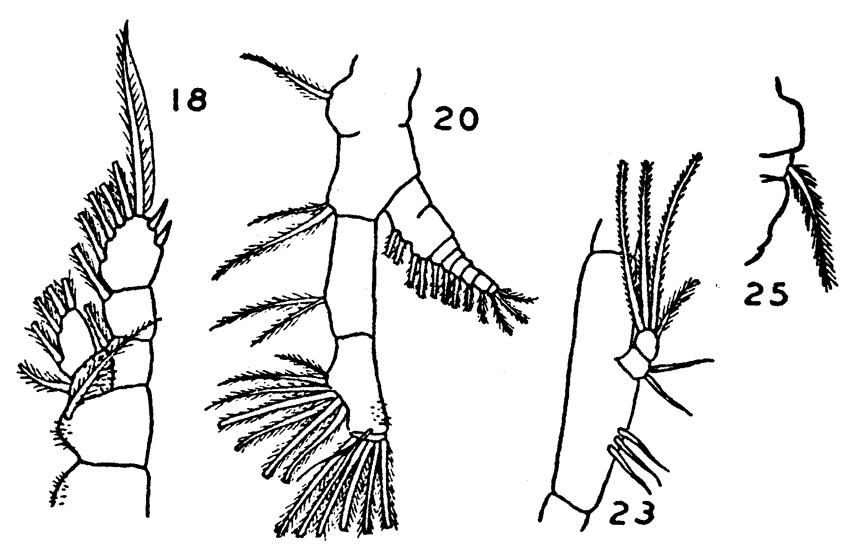 Espce Eucalanus bungii - Planche 6 de figures morphologiques