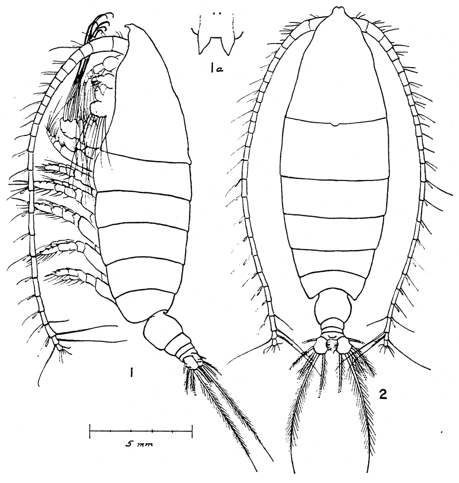 Espèce Elenacalanus sverdrupi - Planche 1 de figures morphologiques