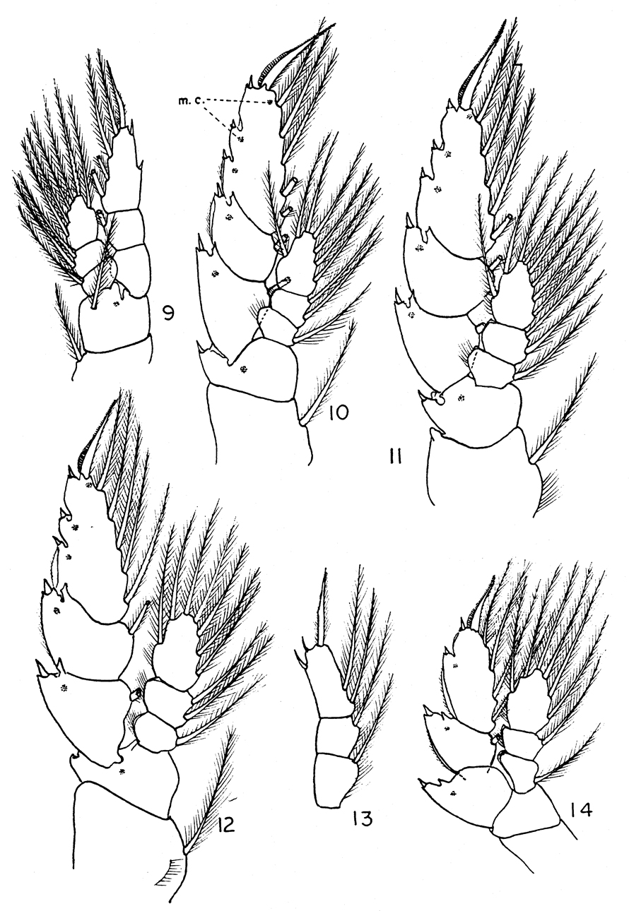 Espce Elenacalanus sverdrupi - Planche 4 de figures morphologiques