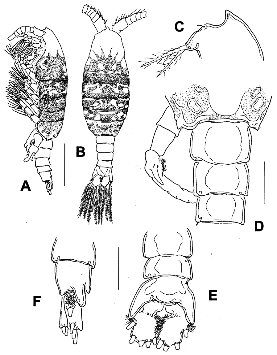 Species Gaussia princeps - Plate 15 of morphological figures