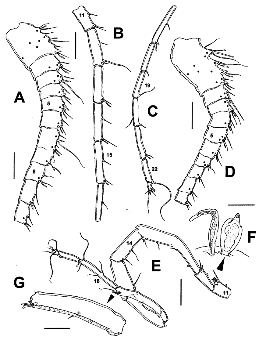 Espce Gaussia princeps - Planche 16 de figures morphologiques