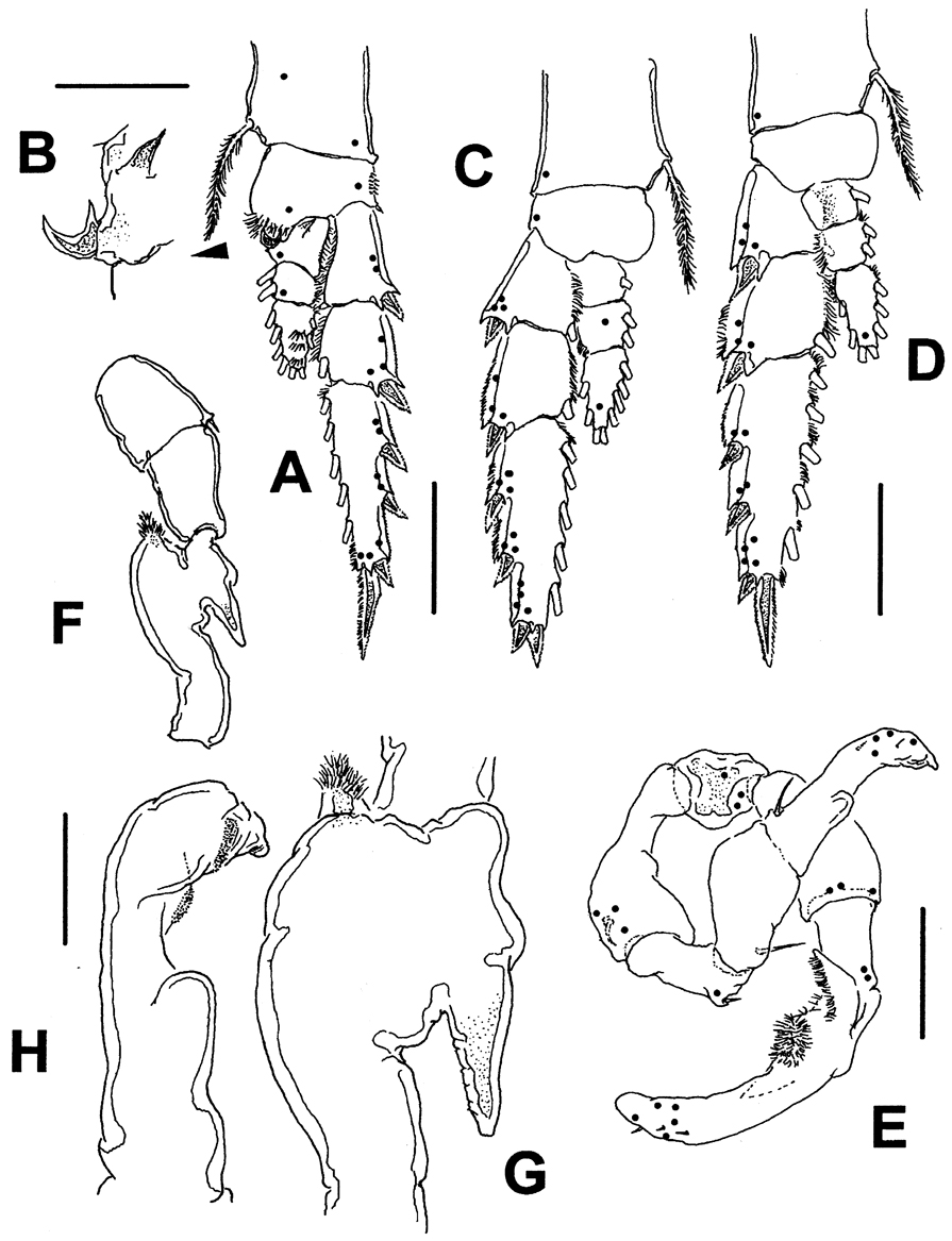 Espce Gaussia princeps - Planche 18 de figures morphologiques