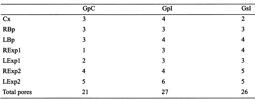 Espce Gaussia princeps - Planche 20 de figures morphologiques