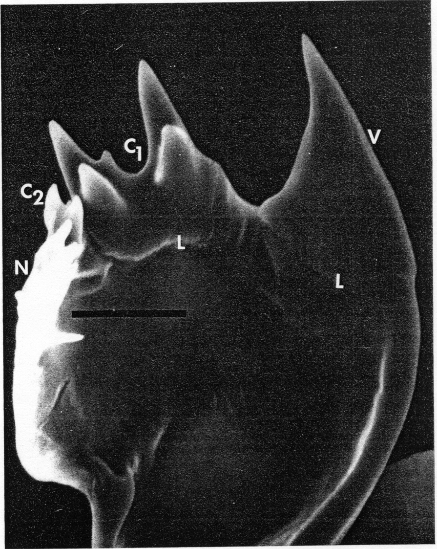 Species Acartia (Acanthacartia) tonsa - Plate 18 of morphological figures