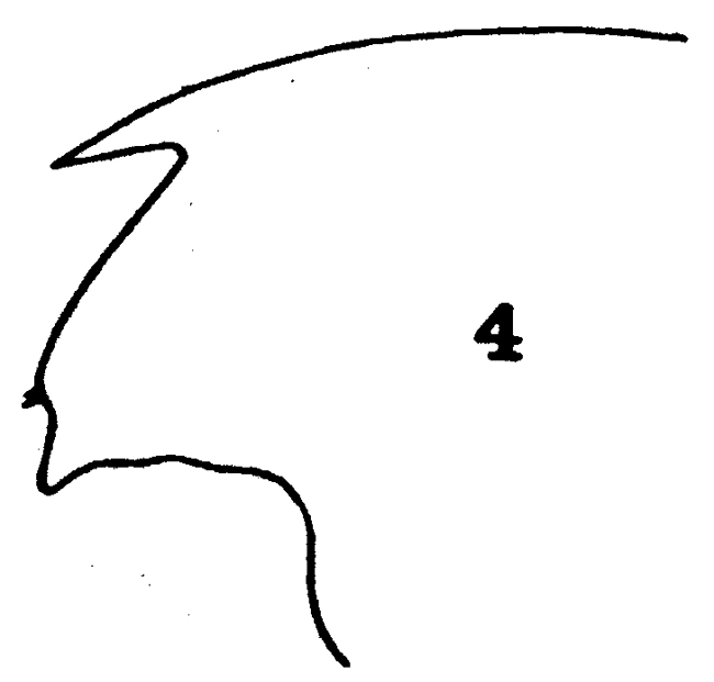 Espce Gaetanus brevicornis - Planche 9 de figures morphologiques