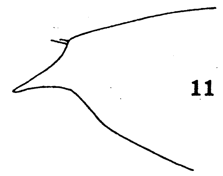 Species Paraeuchaeta californica - Plate 3 of morphological figures