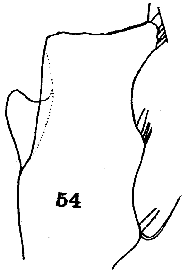 Espèce Gaetanus pileatus - Planche 21 de figures morphologiques