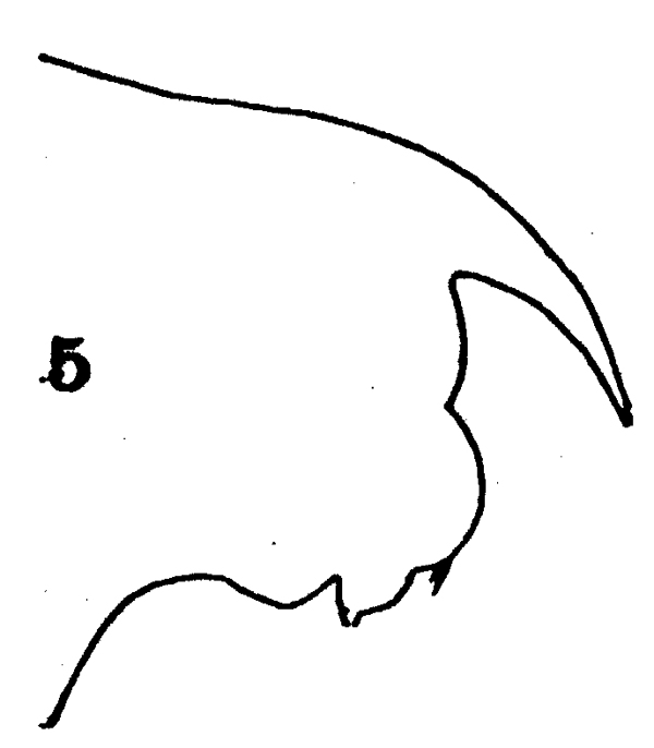 Espèce Gaetanus pileatus - Planche 18 de figures morphologiques
