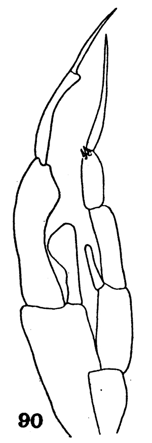 Espèce Gaetanus pileatus - Planche 19 de figures morphologiques