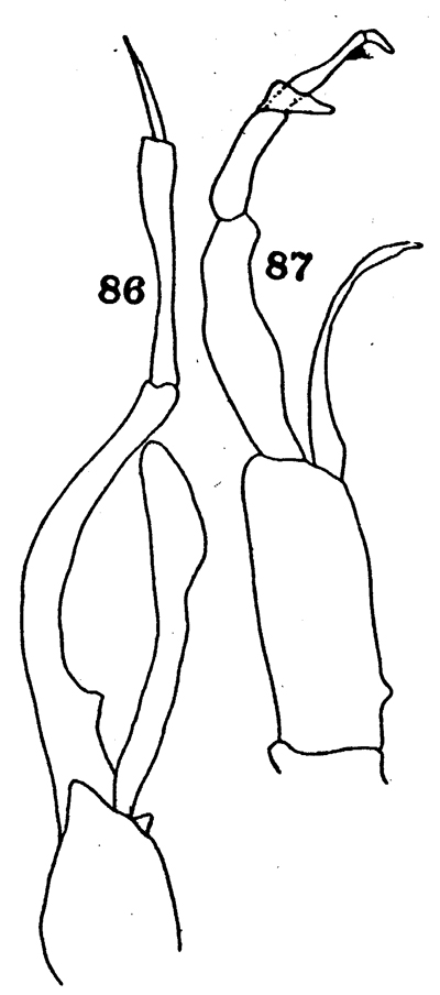 Species Chirundina streetsii - Plate 15 of morphological figures