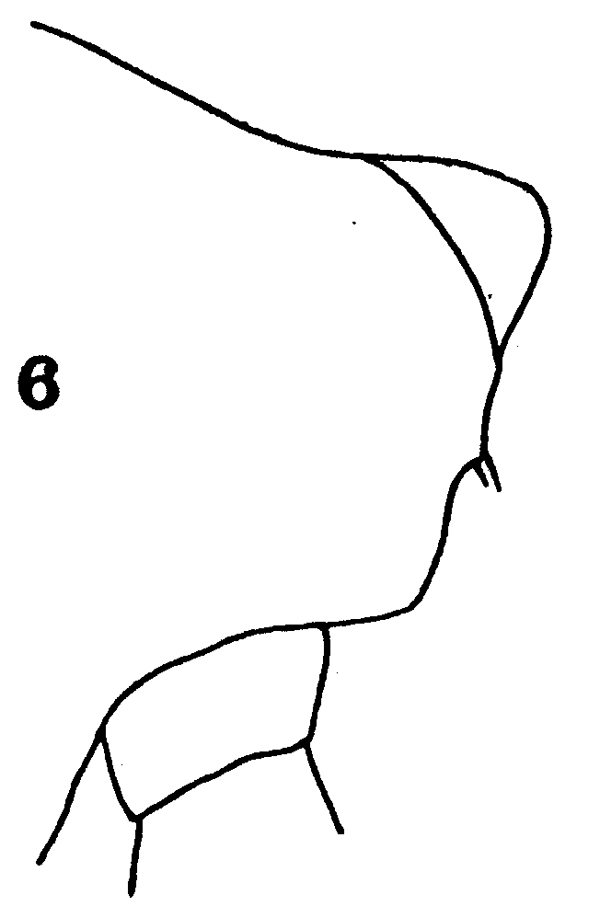 Espce Euchirella curticauda - Planche 9 de figures morphologiques