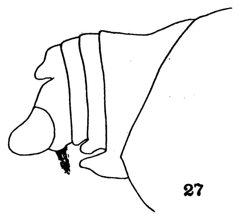 Espce Euchirella curticauda - Planche 10 de figures morphologiques