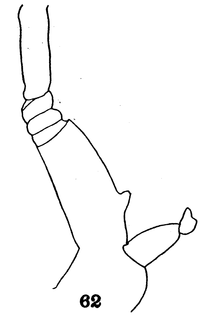 Espce Euchirella curticauda - Planche 11 de figures morphologiques