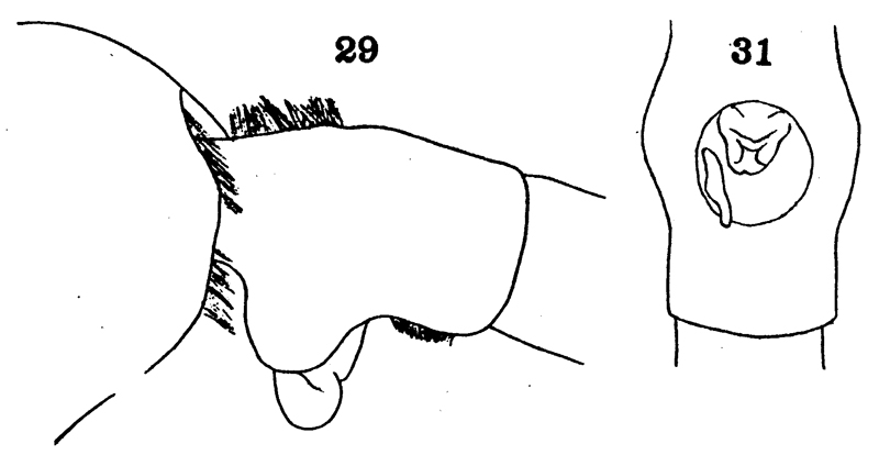 Espce Euchaeta tenuis - Planche 10 de figures morphologiques