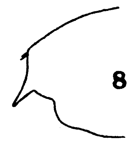 Espce Paraeuchaeta tonsa - Planche 8 de figures morphologiques