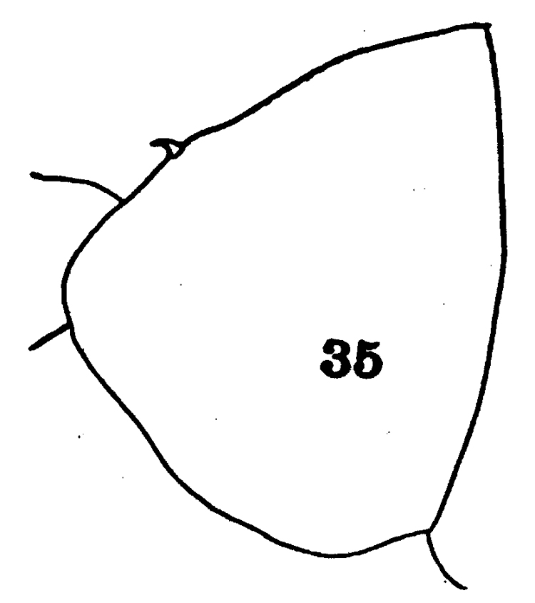 Espce Paraeuchaeta tonsa - Planche 9 de figures morphologiques